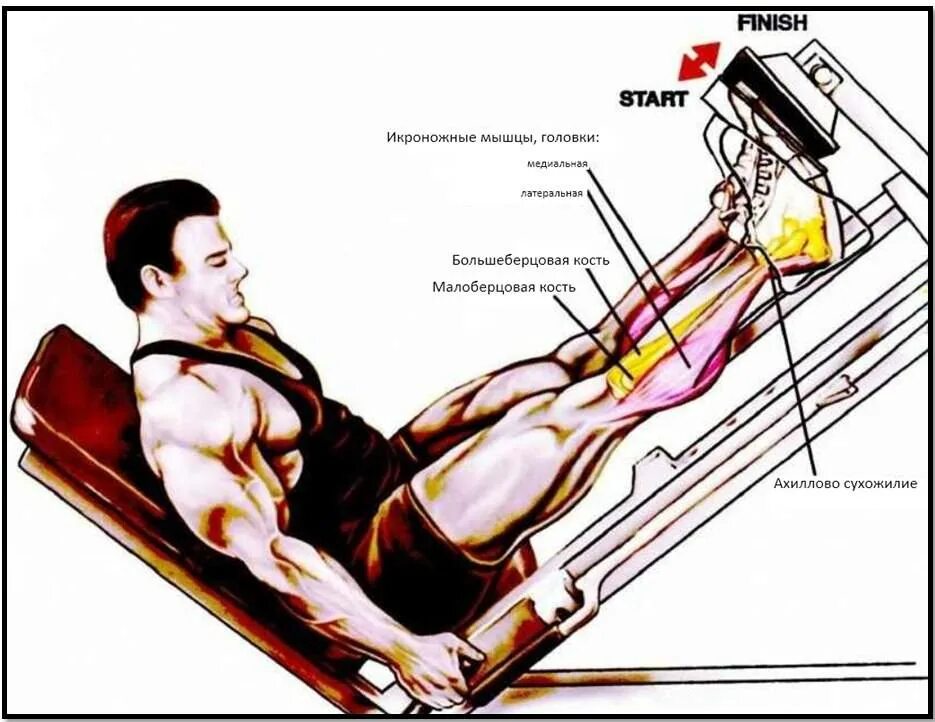 Объем икроножной мышцы. Leg press calf raise тренажер. тренажер для прокачки икроножных мышц. жим ногами в тренажере мышцы. тренажер для камбаловидных мышц.