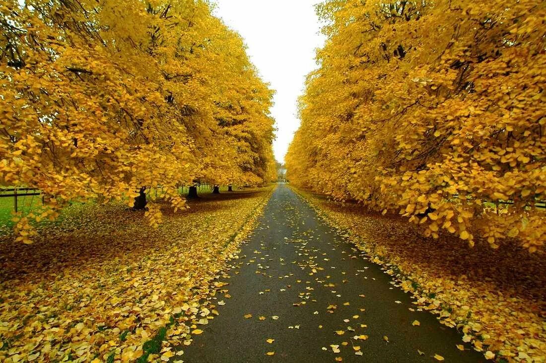 Золотая осень. Осень сентябрь. С наступлением осени. Осенние фотографии.