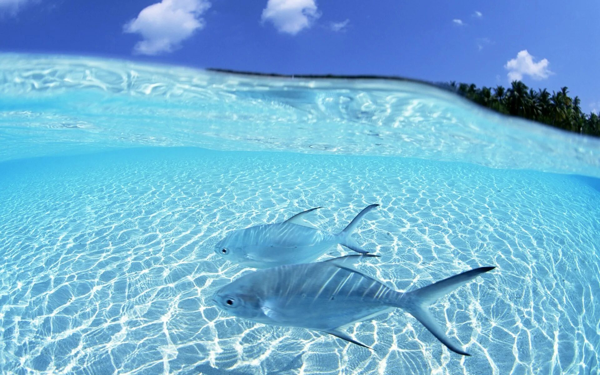 Релакс рыбки. Прозрачное море. Голубое море. Красивая вода. Прозрачная вода.