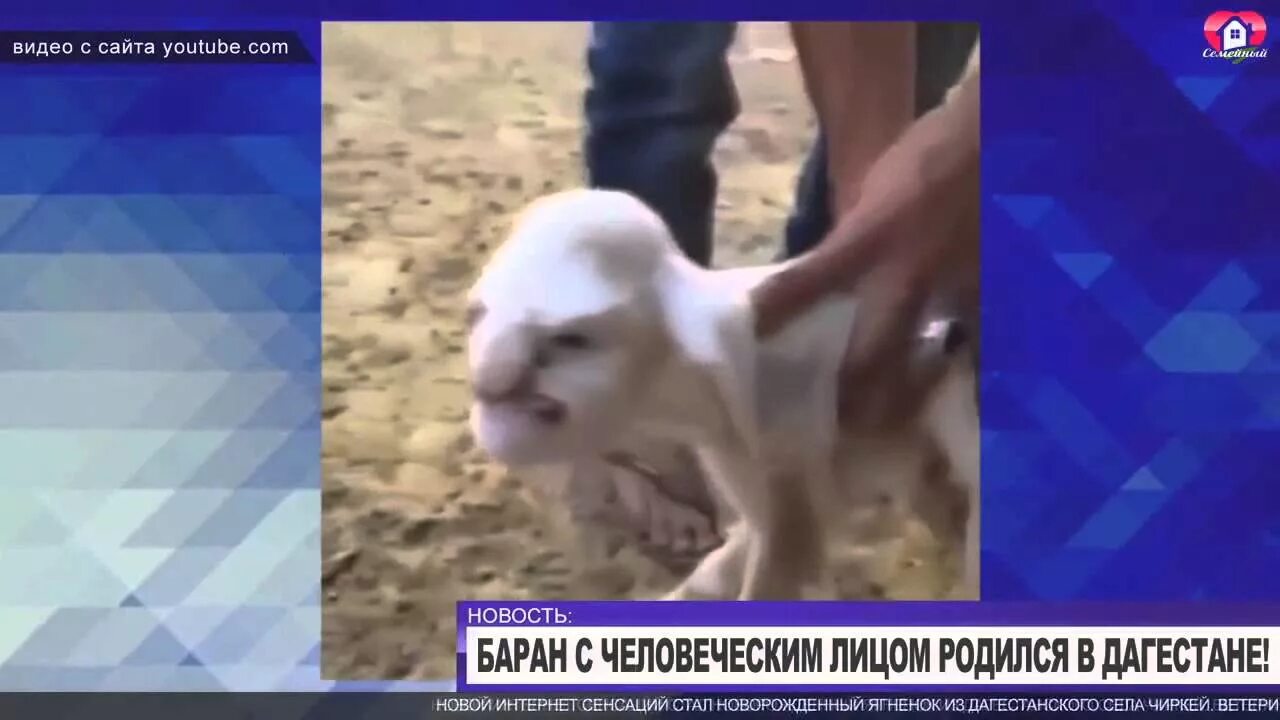 Баран видео приколы. Ягненок с человеческим лицом. лицо барана. барашек с человеческим лицом.