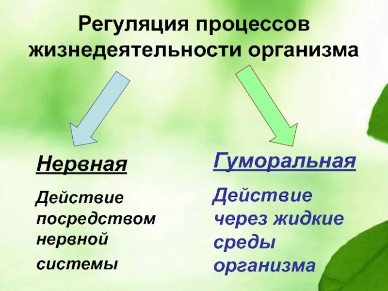 Регуляция процессов жизнедеятельности. Биология 9 класс. Биология 8 класс регуляция процессов жизнедеятельности. Регуляция жизнедеятельност. Процессы нейрогуморальной регуляции. Нервно гуморальная реакция