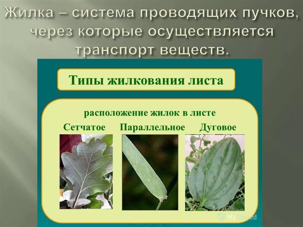 Система лист. Жилкование листьев бывает. расположение жилок на листе. жилка листа. жилкование листьев и расположение.