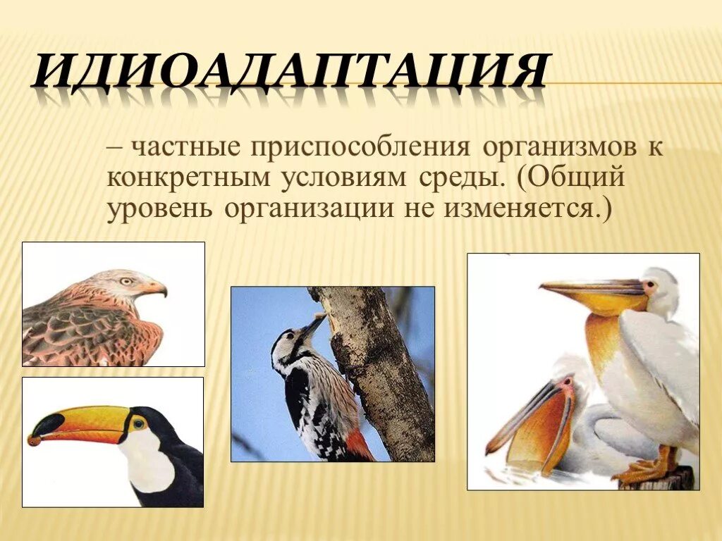 Примеры ароморфоза у птиц. Идиоадаптация определение и примеры. Идиоадаптация это в биологии 9 класс. Идиоадаптация это кратко. Идиоадаптация птиц.