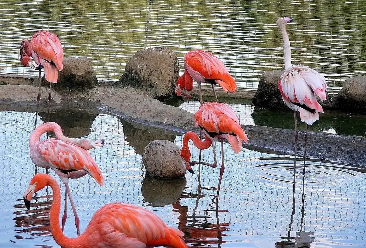 Розовый фламинго московский зоопарк. Фламинго в зоопарке москвы. Розовое фламинго зоопарк. Розовое фламинго зоопарк. Розовый фламинго в зоопарке в москве.
