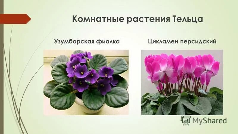 Телец какой цветок