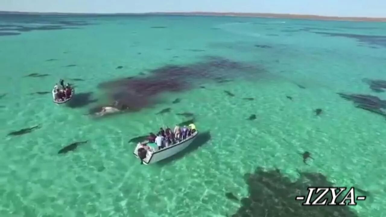 Нападение в море. Нападение акул на резиновые лодки. Нападение акулы на русского туриста. Акула кусает надувную лодку.