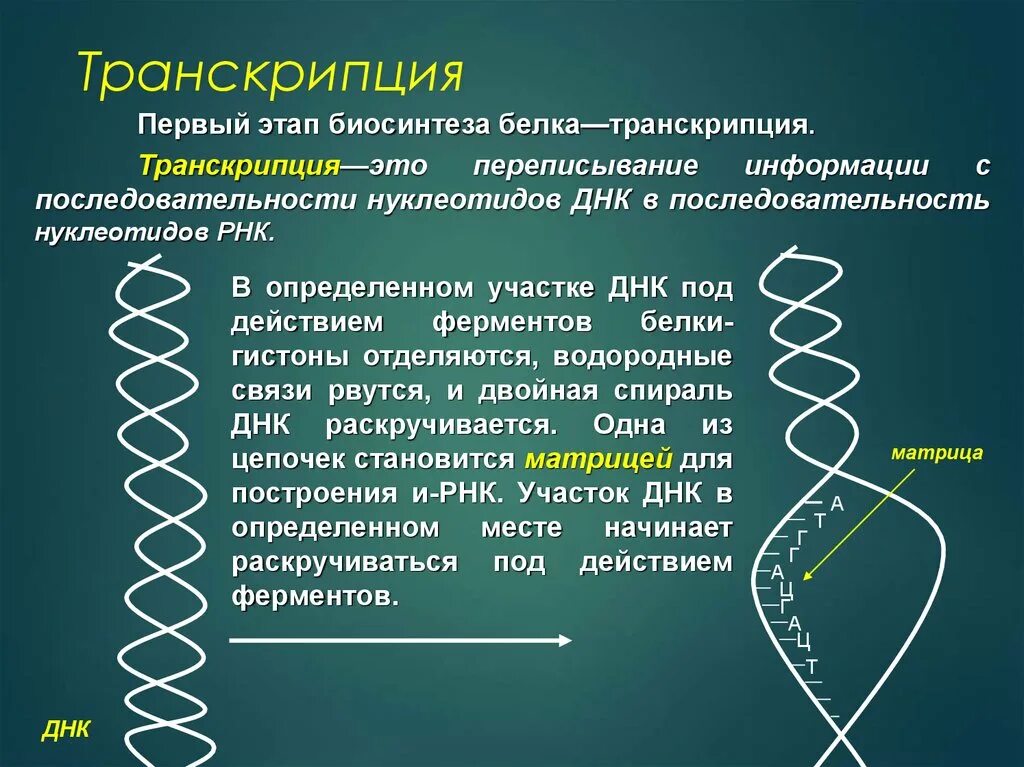 Определите последовательность процессов биосинтеза белка. Транскрипция. Трански. Транскрипция Синтез белка. Этапы транскрипции биосинтеза белка.