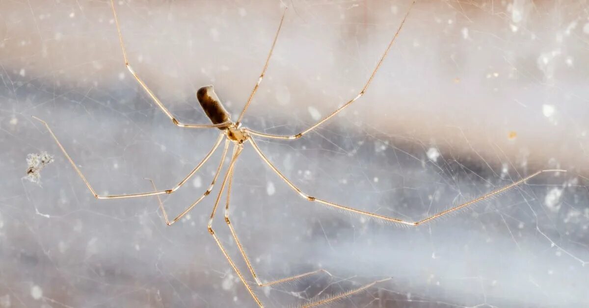 Daddy long Legs паук. Если зимой появился паук. Как избавиться от пауков в квартире. Паутинный пауки виды фото как избавиться.