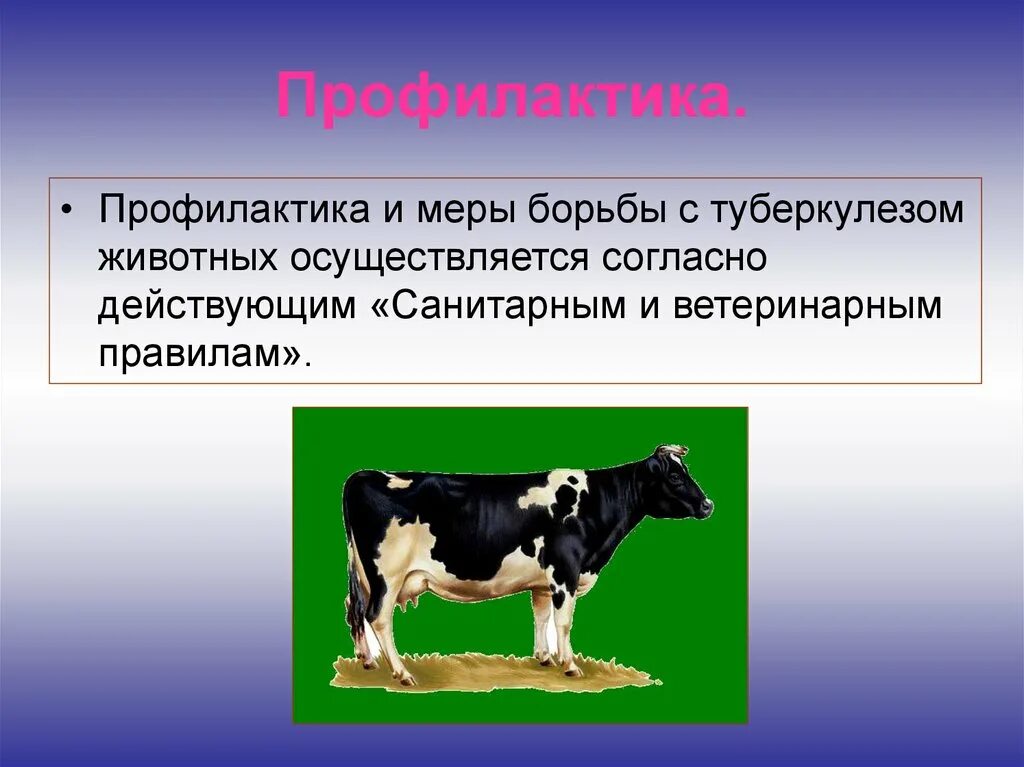 Туберкулез животных. Туберкулез животных