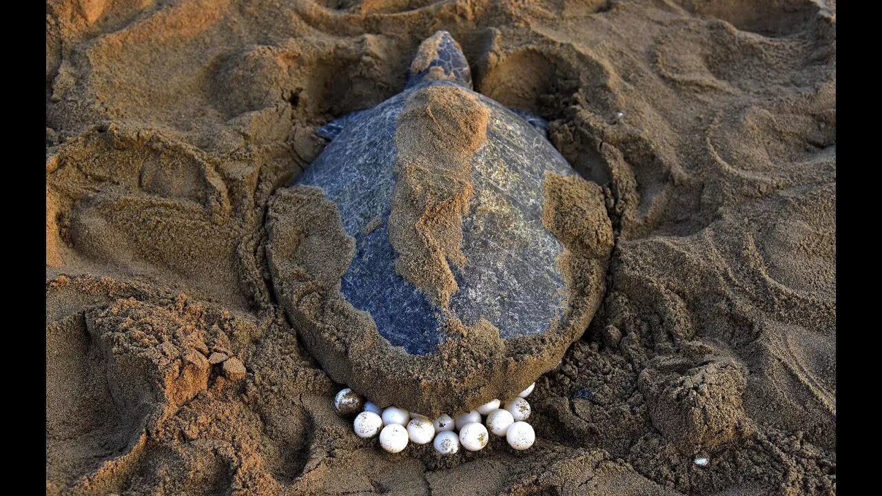 Turtles laying eggs. Turtles laying eggs