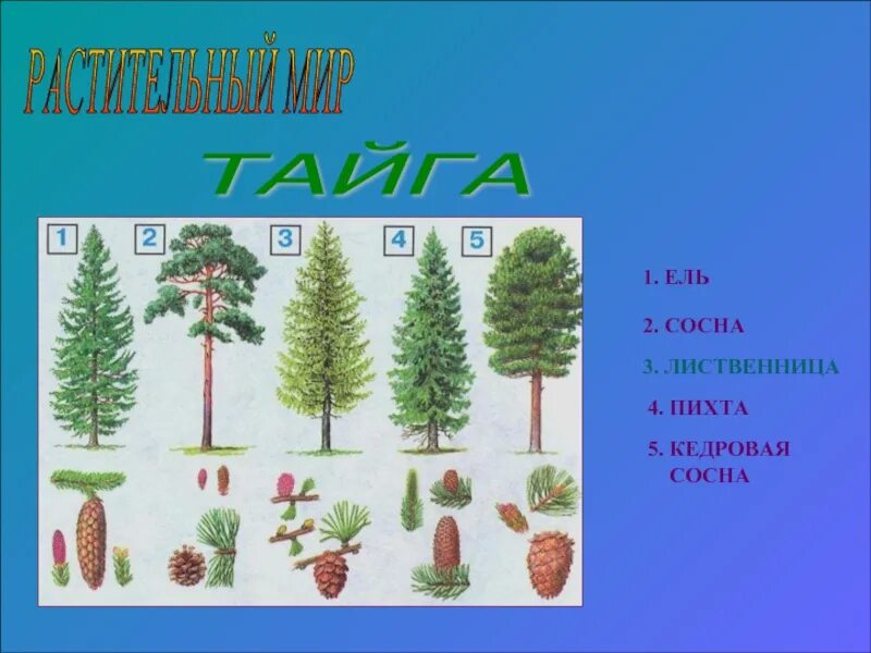 Ели пихты лиственницы сосны