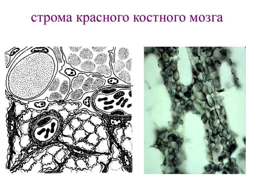 Тип стромы в. Ретикулярная ткань красного костного мозга. строма костного мозга. строма красного костного мозга. строение стромы красного костного мозга.