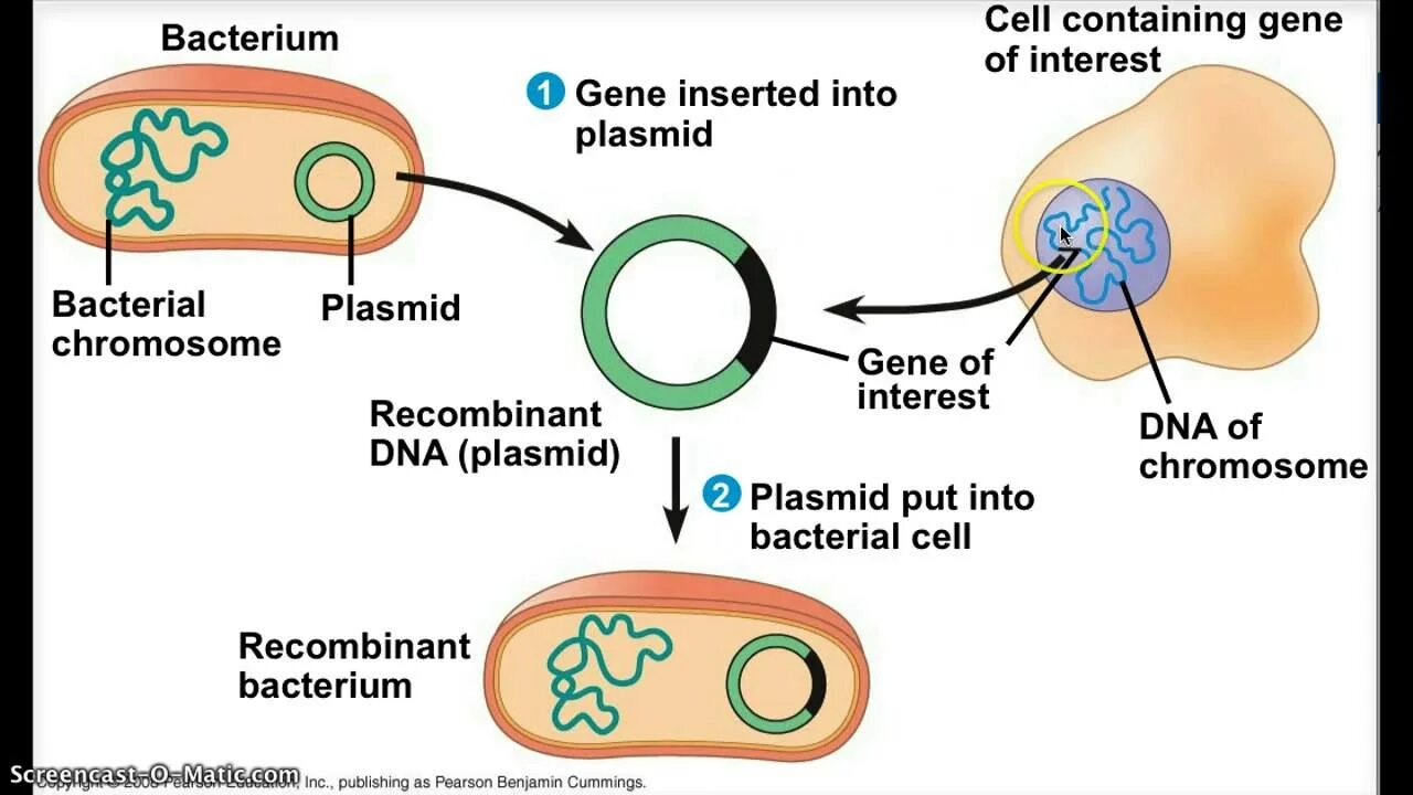 Cell contains