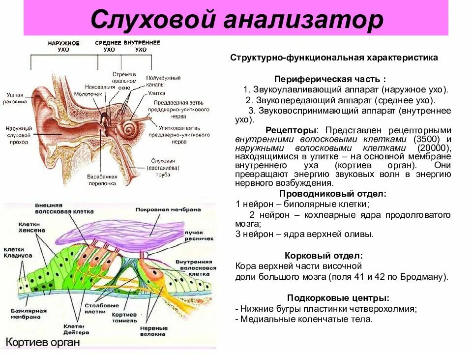 Строение рецепторов слухового анализатора. Отделы и структуры слухового анализатора. Отделы периферической части слухового анализатора. Периферический отдел слухового анализатора.