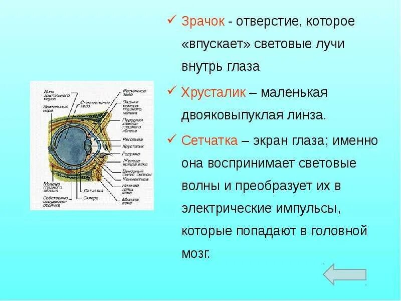 Зрачок это отверстие. Зрачок строение и функции. Как работает зрачок глаза человека. Строение и функции зрачка глаза кратко.