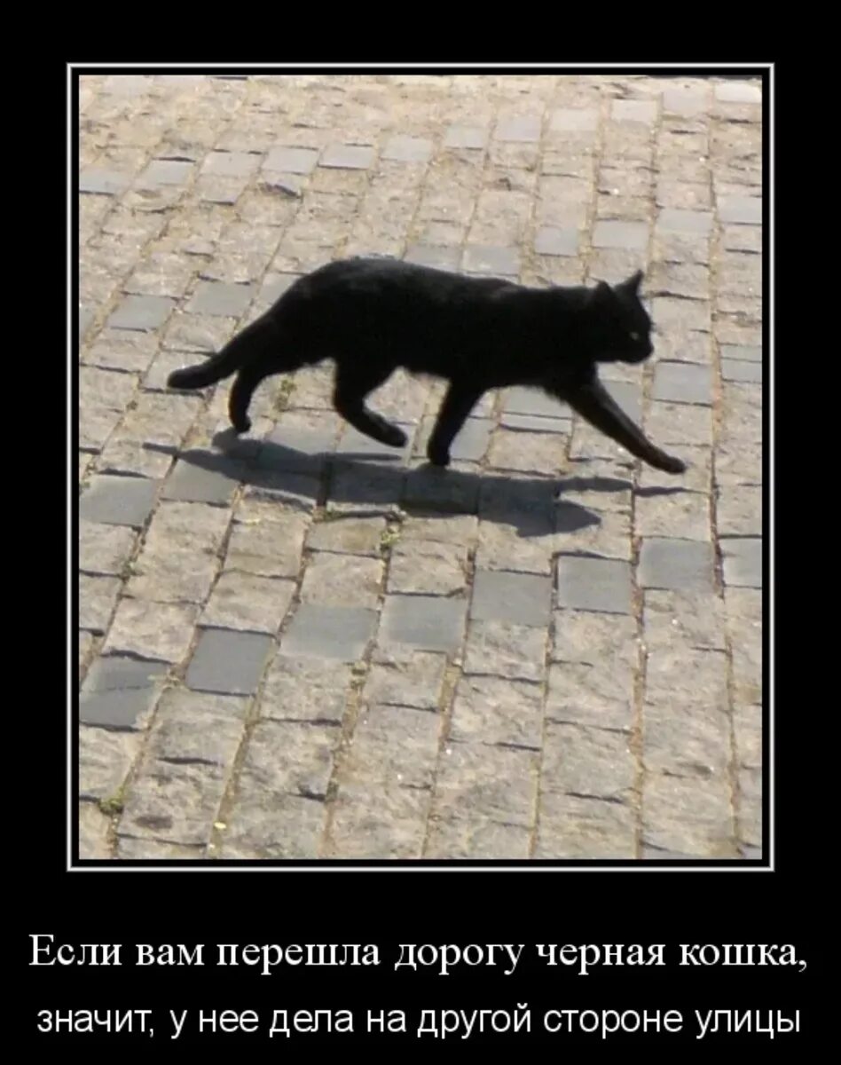 Чёрная кошка перебежала дорогу. Чёрный кот перебежал дорогу. Черный кот переходит дорогу. Черная кошка переходит дорогу. Кошки пришла через