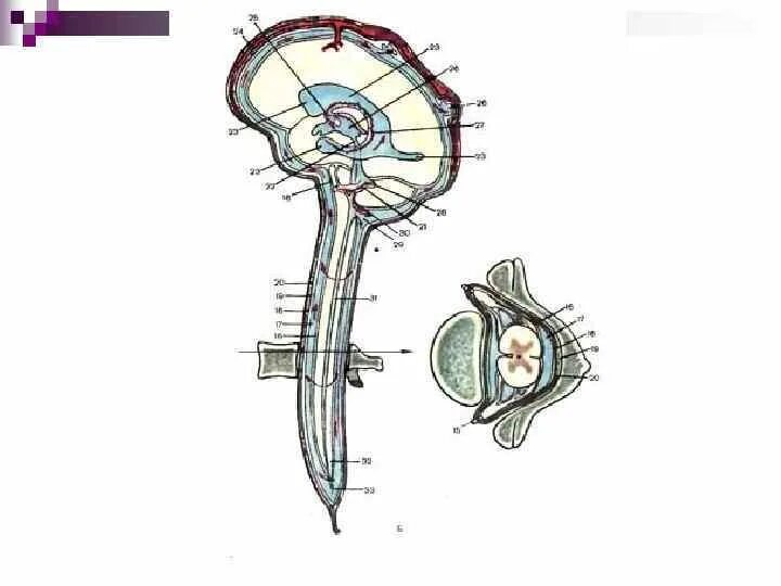 Ликворная система головного мозга анатомия. Ликворная система мозга схема. Ликворная система схема. Движение ликвора в спинном мозге. Ликворные изменения мозга
