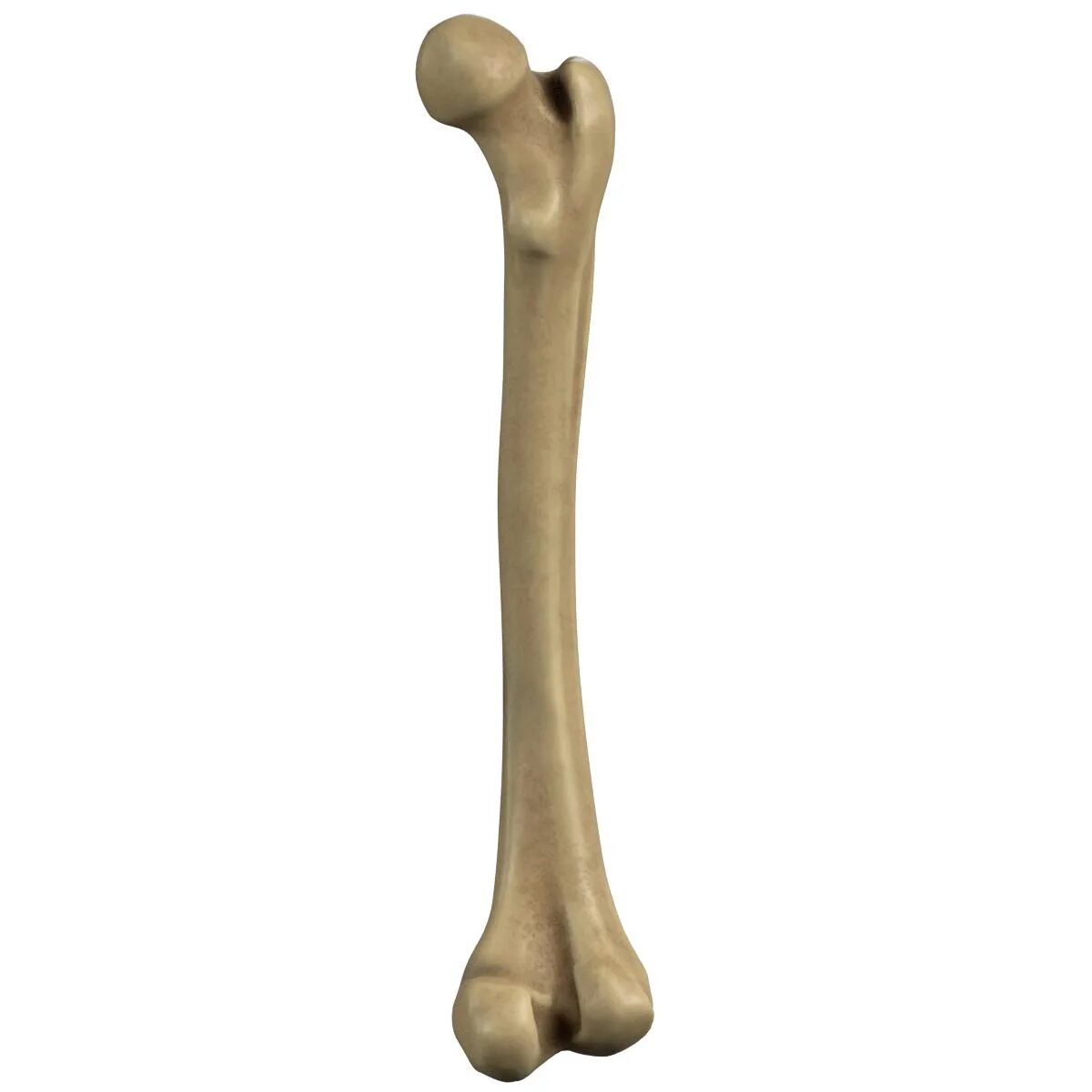 Какие кости самые крепкие. Бедренная кость 3д. Femur Bone Anatomy. Бедренная кость крысы. Плечевая кость 3д.