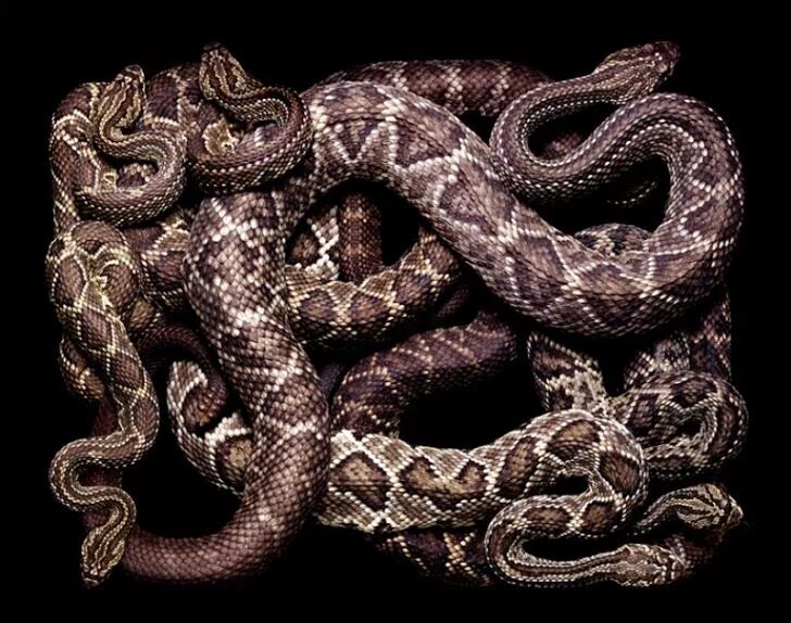 21 Boxes Filled With Snakes Snake photos, Snake, Beautiful snakes