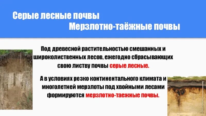 Условия образования серых почв. Гумусовый Горизонт в мерзлотно таежных почвах. Типы почв таежно мерзлотные почвы. Климат мерзлотно таежных почв. Серые Лесные почвы мерзлотно Таёжные почвы.