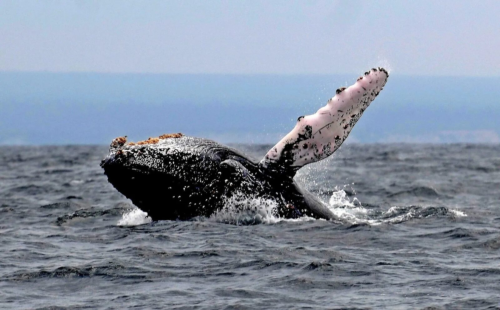 Бравал кит. Китовые балянусы. Горбатый кит наросты.