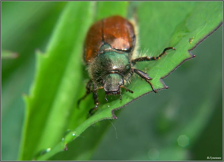 жуки летающие в июне. жук хрущевик черный малый. жуки летающие в июне. Phyllopertha horticola l. хрущ насекомое.