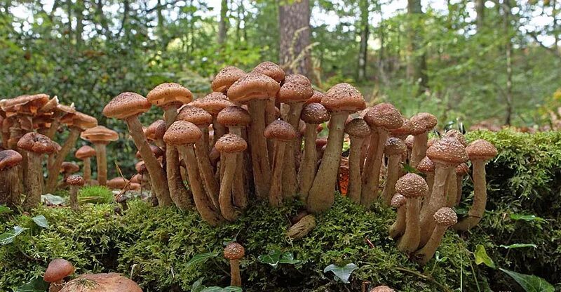 самый большой живой организм. самый большой живой организм. водяной медведь тихоходка. гриб. жук тихоходка.