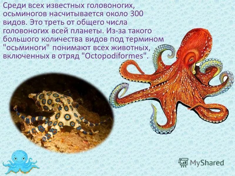 Головоногие 7 класс биология. Класс головоногие интересные факты. Класс головоногие интересные факты. Доклад про головоногих моллюсков 7. Небольшое сообщение о моллюсках.