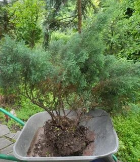 Пересадка можжевельника на новое место осенью