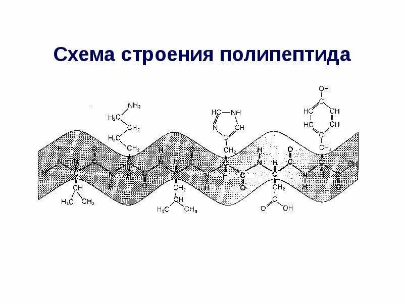 Схема полипептида. Структура полипептида. Схема образования полипептида. Строение полипептидов. Полипептид схема.