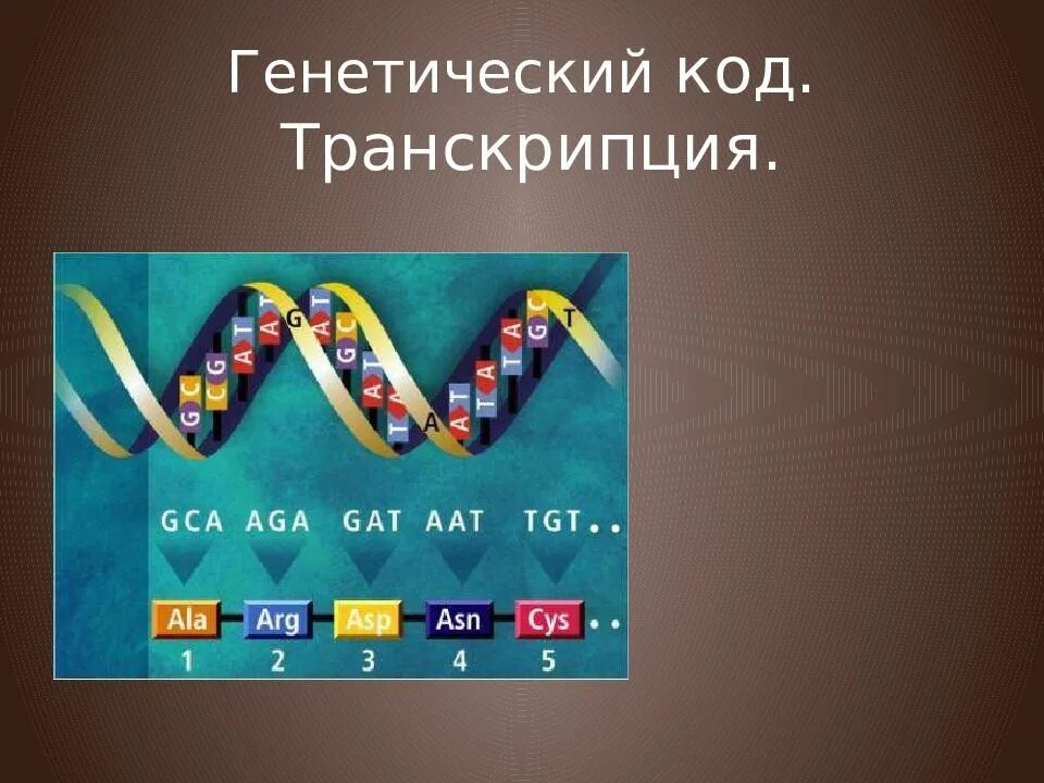 Тест произношение. Генетический код днк и рнк таблица. Транскрипция генетического кода. Кодовый триплет, кодон, соответствует только одной аминокислоте. Транскрипция код.