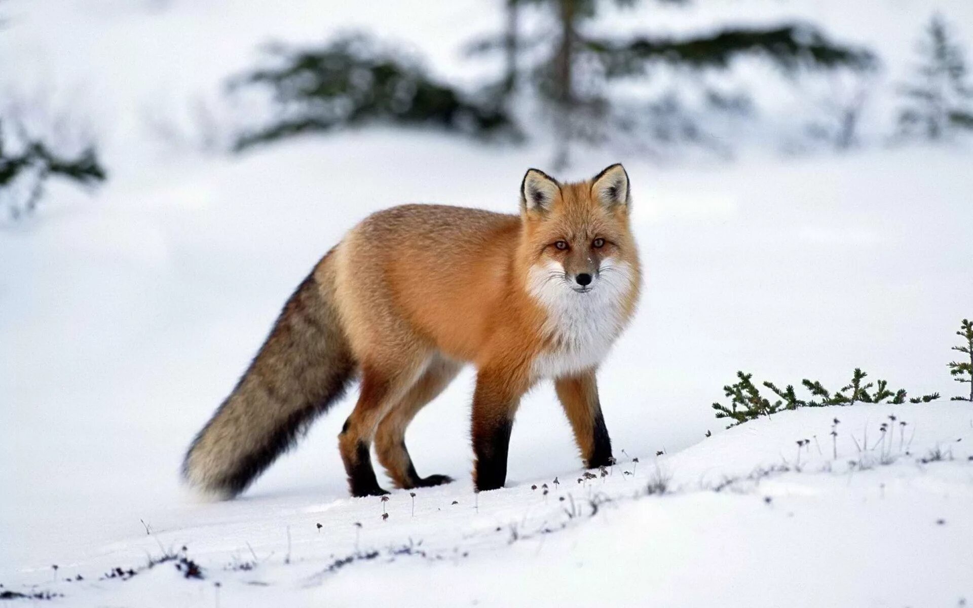 Изображения дикие животные. Лиса в Якутии. Лиса зимой. Дикие животные Сибири. Звери зимой.