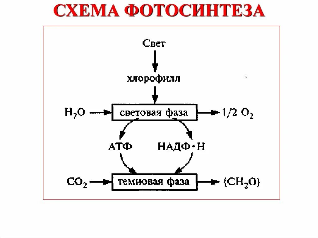 Схема фотосинтеза ЕГЭ. Темновая фаза фотосинтеза схема. Схемы фотосинтеза 11 класс биология. Процесс фотосинтеза схема ЕГЭ.