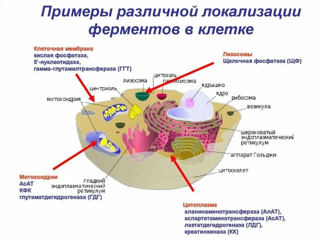 Ферменты разрушаются