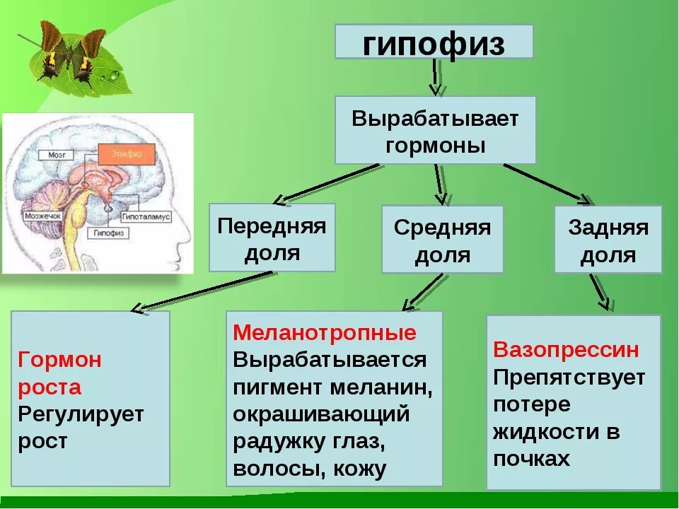 Какой гормон выделяет гипофиз железа