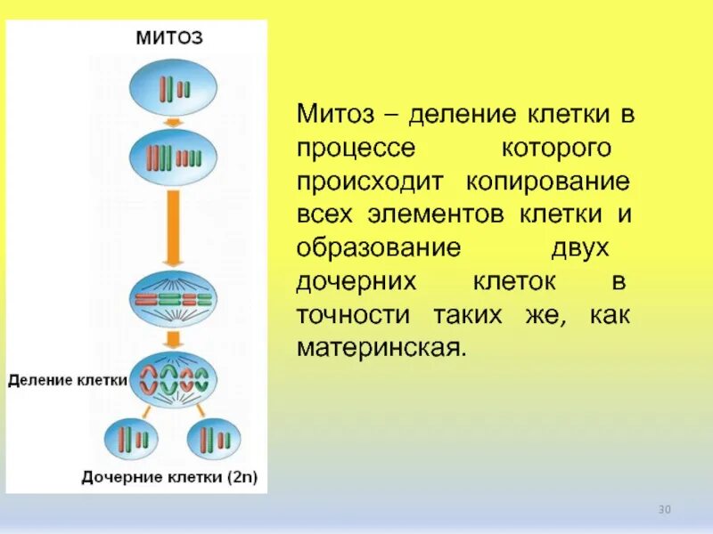 Первая дочерняя клетка. Процесс деления клетки. Деление материнской клетки. Образование двух дочерних клеток. Деление клетки материнская и дочерняя.