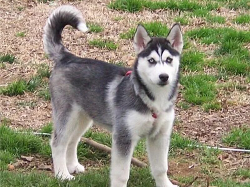 5 месяца. Щенки хаски 1. Щенки хаски 1 месяц фото. 5 месяца. Сибирская хаски щенок 1 месяц.