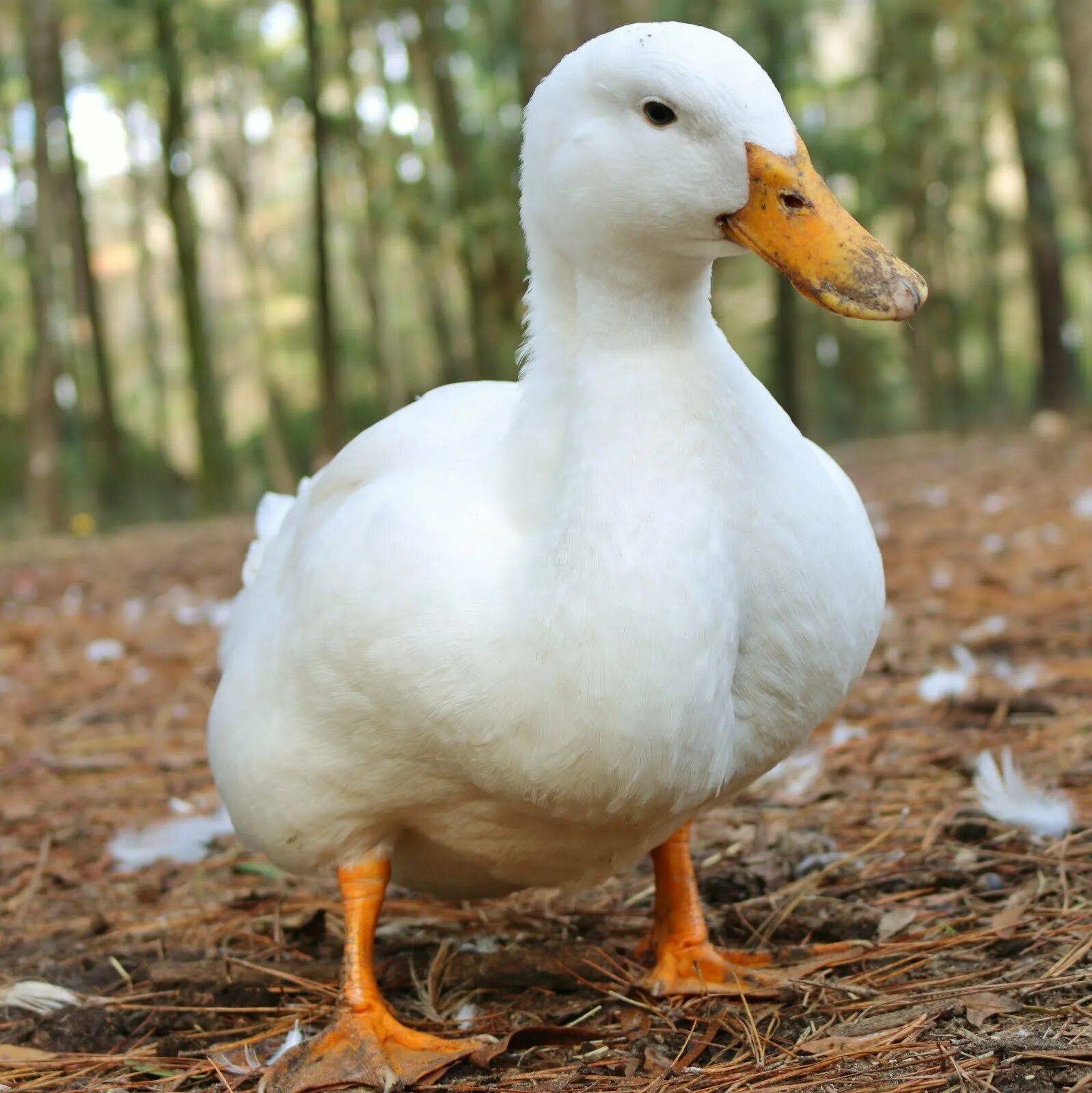 Кряква, чирок,огарь. Утка домашняя. Дикая утка кряква. Кряква селезень. Почему домашняя утка.