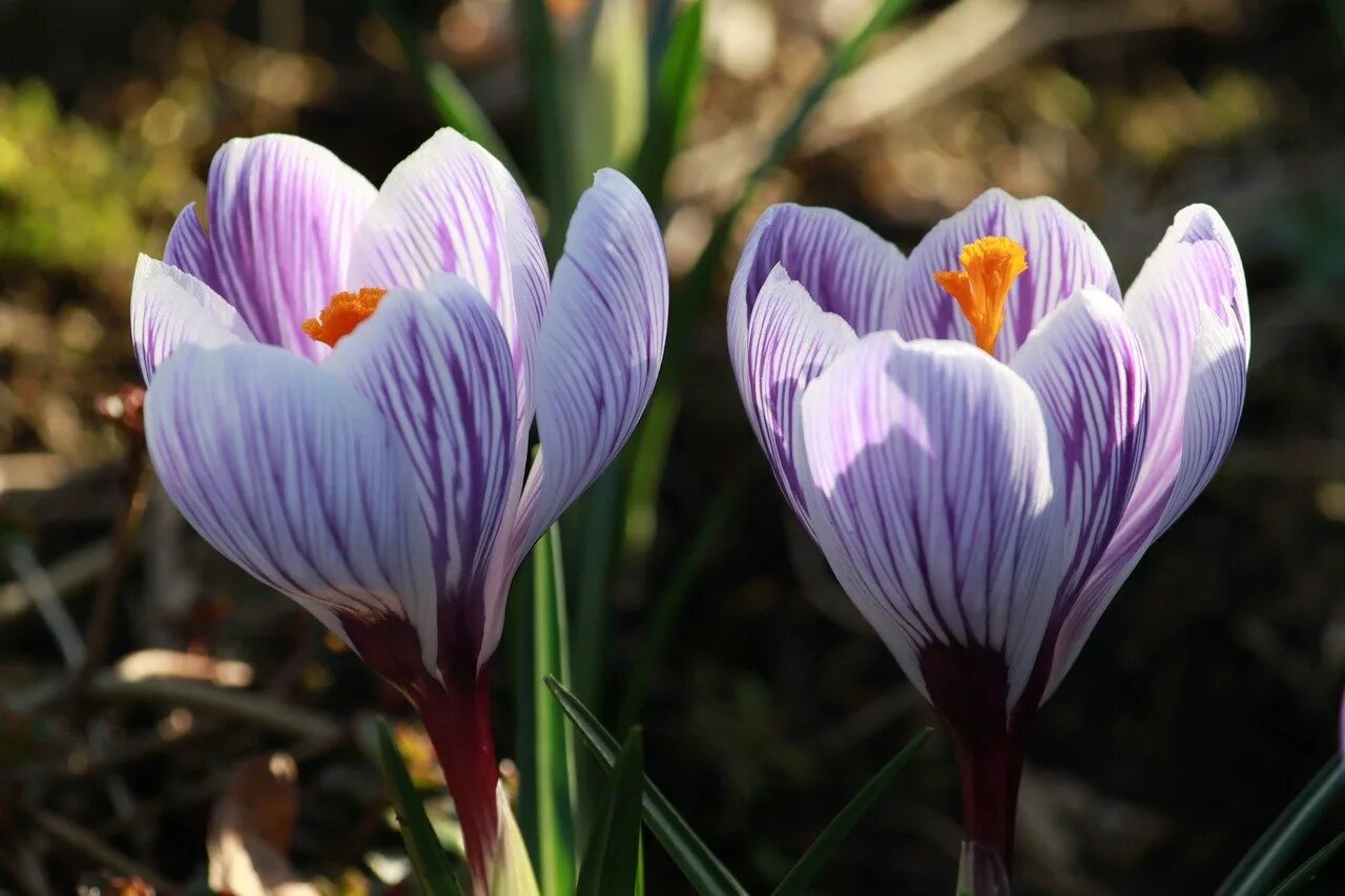 Крокус Банатский Crocus banaticus. Соцветие крокуса. Крокус Королькова. Как переводится название крокус