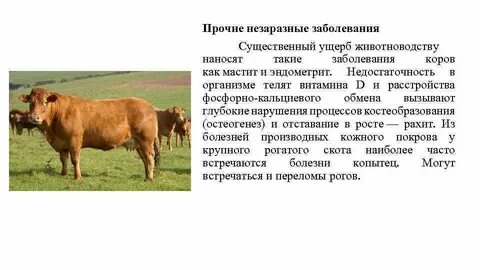 Незаразные болезни животных