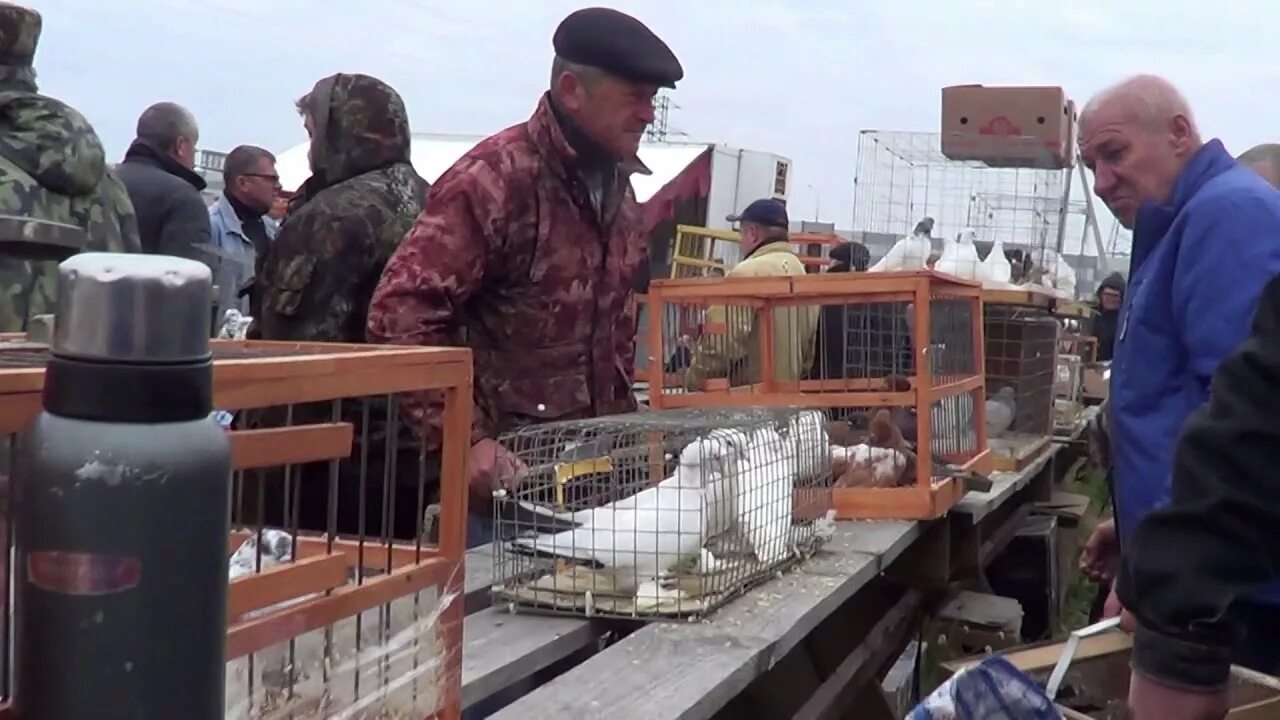 ярмарка мир увлеченных ярмарка голубей. голубятня архангельск. ярмарка голубей в ступино. спортивные голуби. мир увлеченных голуби.