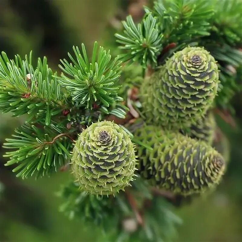Dosya:Abies koreana cone.jpg - Vikipedi