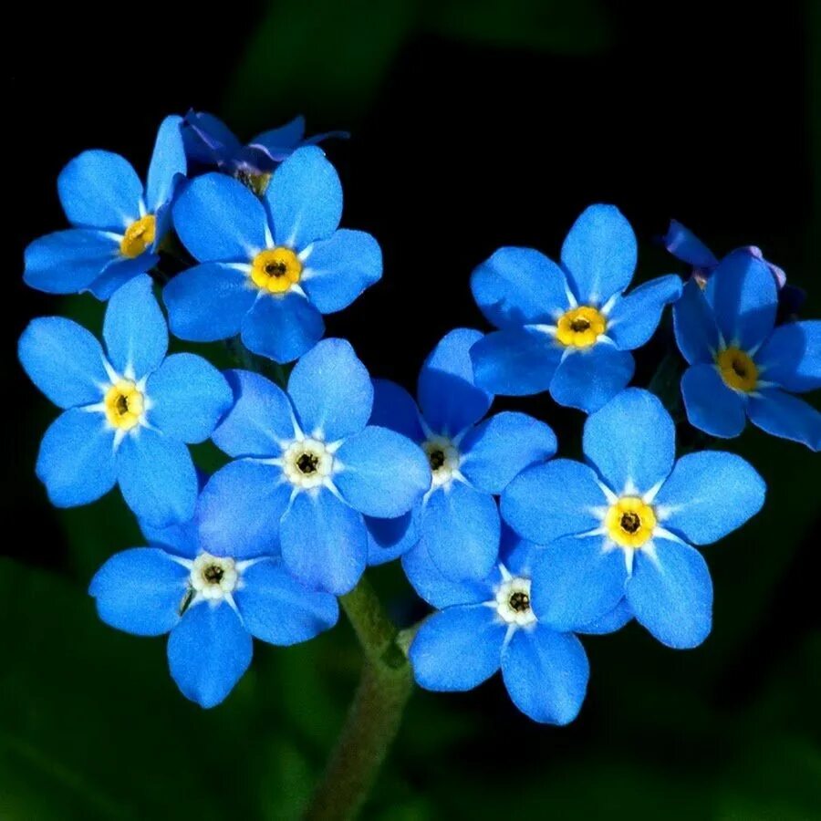 Маленькие незабудки. Незабудка Альпийская (Myosotis alpestris). Незабудка Садовая голубая. Незабудка Альпийская Виктори Роуз. Незабудка цветок белая.