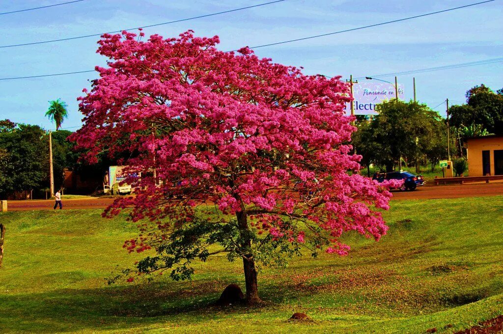 Табебуйя дерево. Розовое дерево Бразилия. Табебуйя розовая. Тюльпановое дерево розовое ветка. Розовое дерево купить