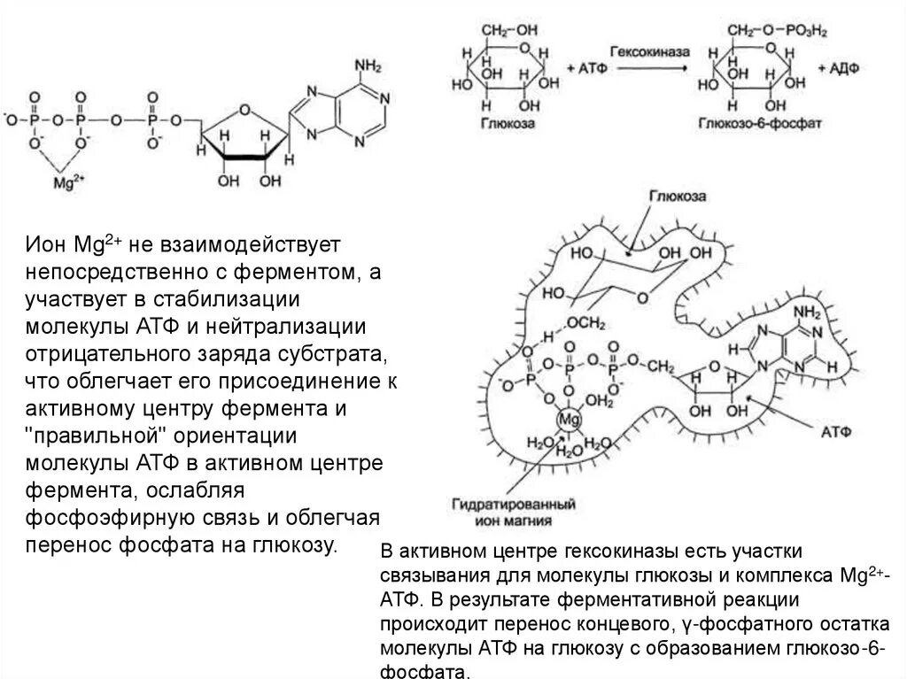 Молекула атф включает. Стабилизация молекулы субстрата. Схема строения АТФ. Металлов в присоединении субстрата в активном центре фермента. АТФ И магний.