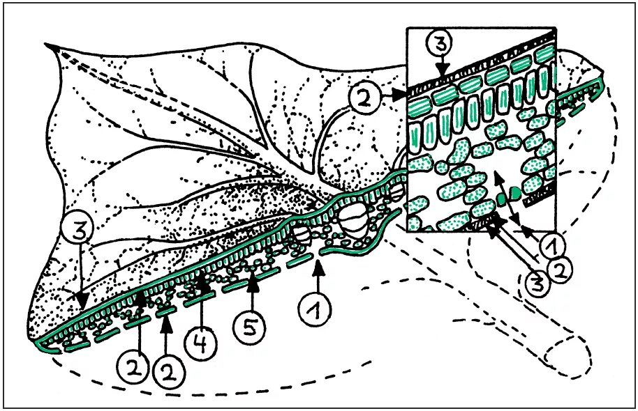Устьица транспирация. Кутикулярная транспирация. Строение устьица листа. Палисадная паренхима. Транспирация устьица.