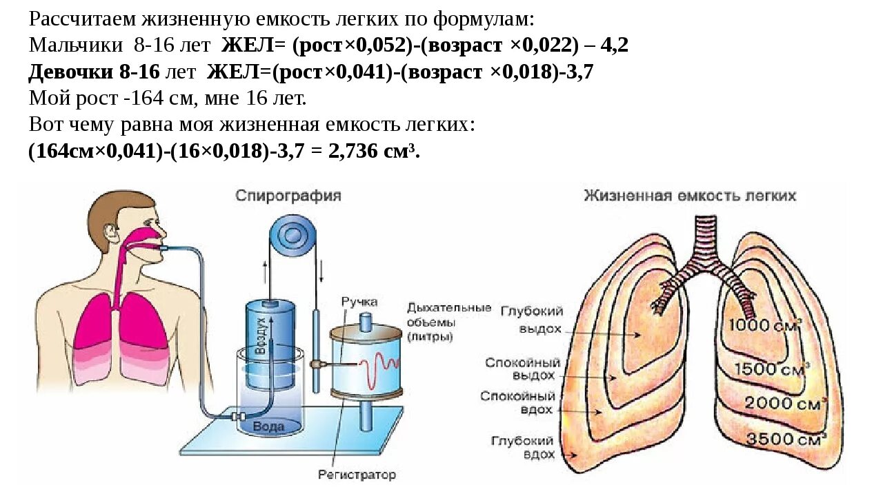 Где проверяют легкие