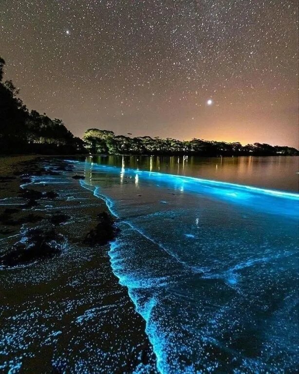 Водоросль ночесветка черное море. Пляж ваадху мальдивы. Светящийся планктон австралии. Планктон. Светила на море.