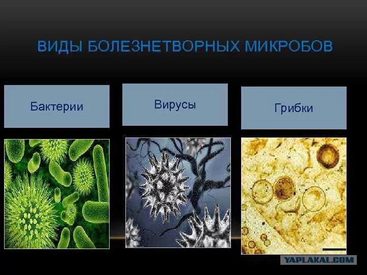 Болезнетворная бактерия 7. Бактерии вирусы простейшие. Вирусы бактерии грибки паразиты. Бактерии вирусы грибы простейшие. Бактерии грибы простейшие.