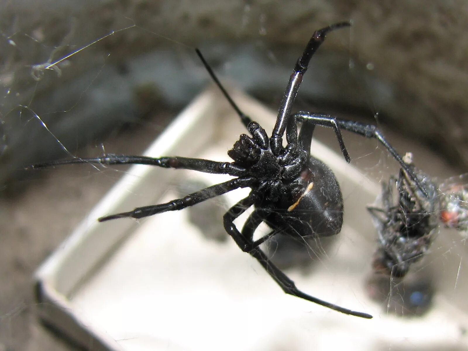 Черный паук хорошо. Домовый паук Steatoda grossa. Каракурт паук. Паук Каракурт черный. Паук черная вдова Каракурт.